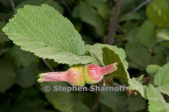 corylus cornuta ssp californica 2 graphic